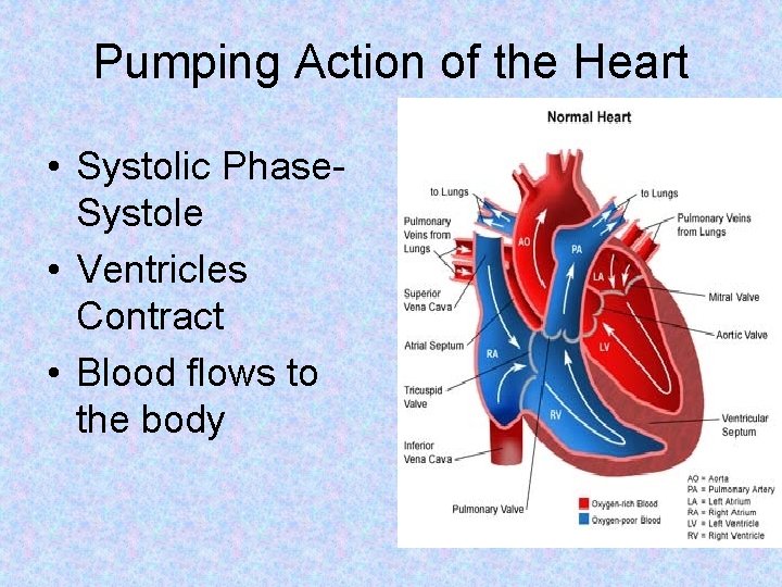 Pumping Action of the Heart • Systolic Phase. Systole • Ventricles Contract • Blood