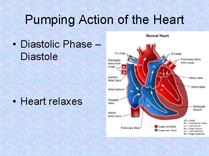 Pumping Action of the Heart • Diastolic Phase – Diastole • Heart relaxes 