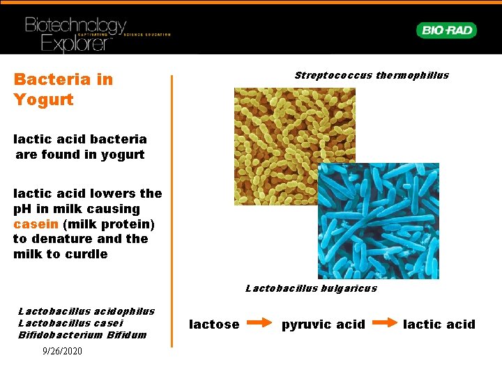 Bacteria in Yogurt Streptococcus thermophillus lactic acid bacteria are found in yogurt lactic acid