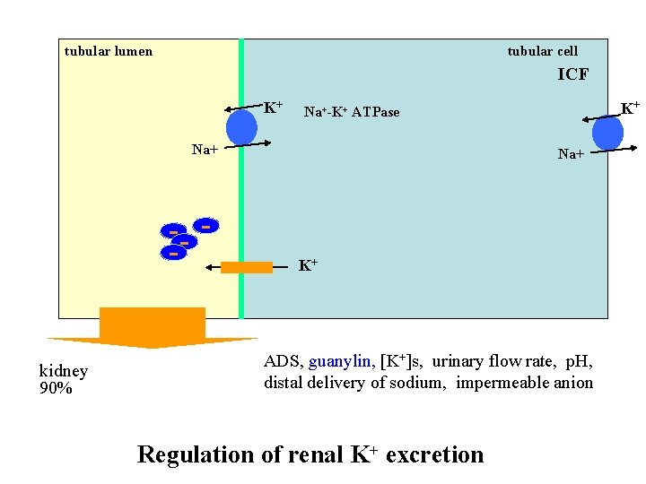 tubular lumen tubular cell ICF K+ Na+ - -- kidney 90% K+ Na+-K+ ATPase