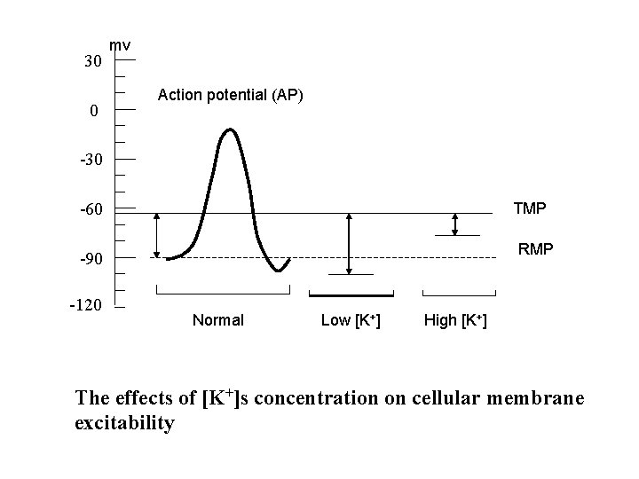 30 0 mv Action potential (AP) -30 -60 TMP RMP -90 -120 Normal Low