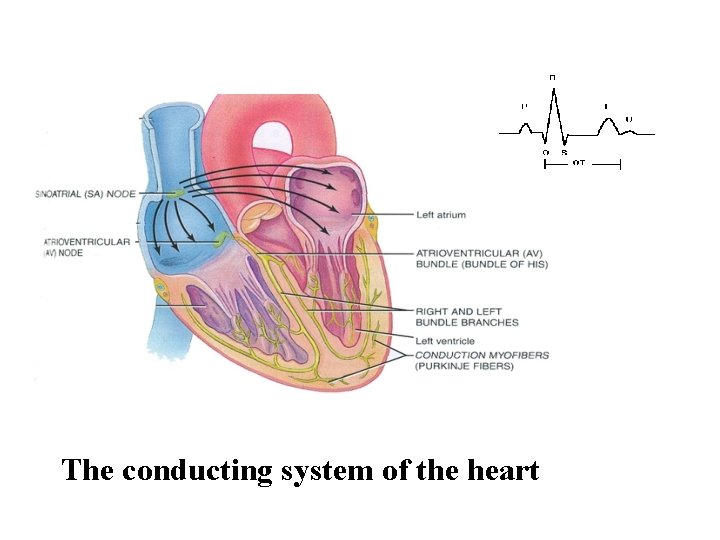 The conducting system of the heart 