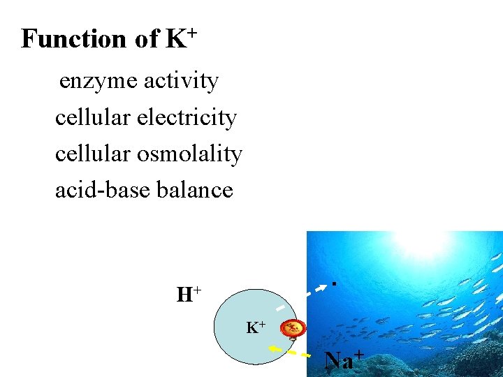 Function of K+ enzyme activity cellular electricity cellular osmolality acid-base balance . H+ K+