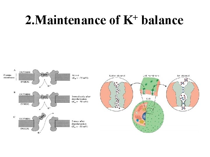 2. Maintenance of K+ balance 