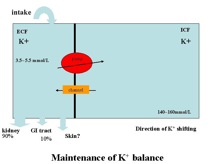 intake ECF ICF K+ K+ pump 3. 5~ 5. 5 mmol/L channel 140~160 mmol/L