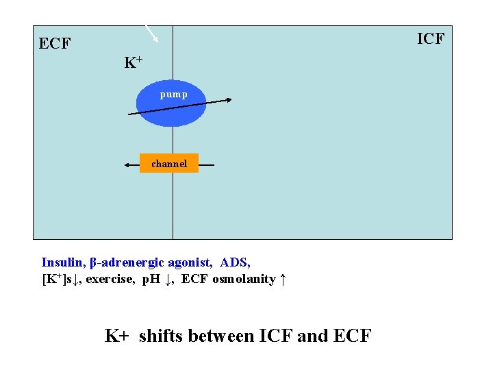 ICF ECF K+ pump channel Insulin, β-adrenergic agonist, ADS, [K+]s↓, exercise, p. H ↓,