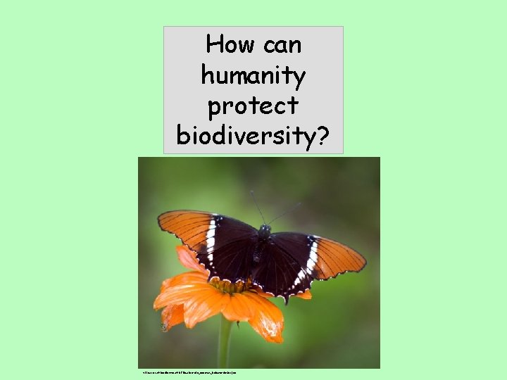 How can humanity protect biodiversity? http: //en. wikipedia. org/wiki/File: Siproeta_epaphus_Galawebdesign. jpg 