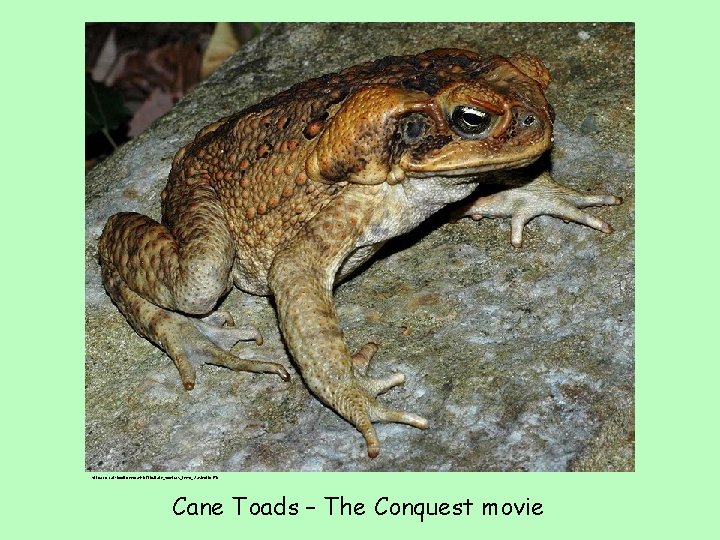 http: //en. wikipedia. org/wiki/File: Bufo_marinus_from_Australia. JPG Cane Toads – The Conquest movie 