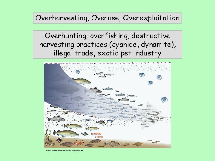 Overharvesting, Overuse, Overexploitation Overhunting, overfishing, destructive harvesting practices (cyanide, dynamite), illegal trade, exotic pet