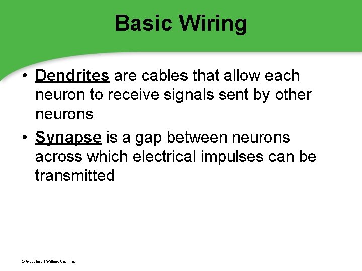 Basic Wiring • Dendrites are cables that allow each neuron to receive signals sent