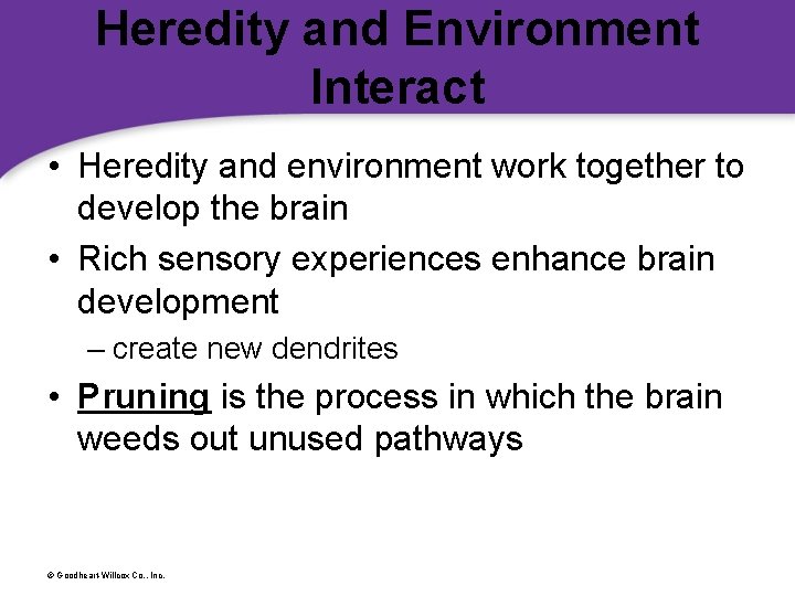 Heredity and Environment Interact • Heredity and environment work together to develop the brain