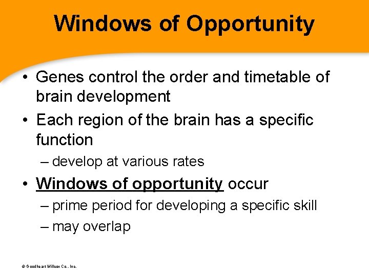 Windows of Opportunity • Genes control the order and timetable of brain development •