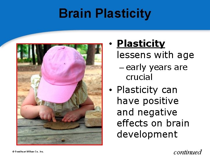 Brain Plasticity • Plasticity lessens with age – early years are crucial • Plasticity
