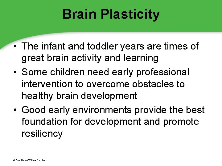 Brain Plasticity • The infant and toddler years are times of great brain activity