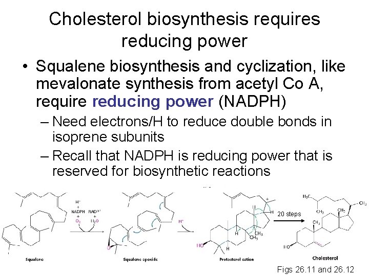 Cholesterol biosynthesis requires reducing power • Squalene biosynthesis and cyclization, like mevalonate synthesis from