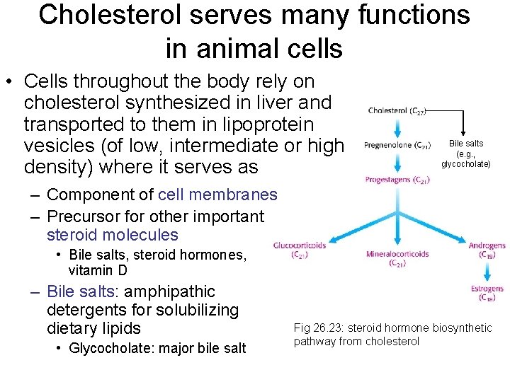 Cholesterol serves many functions in animal cells • Cells throughout the body rely on