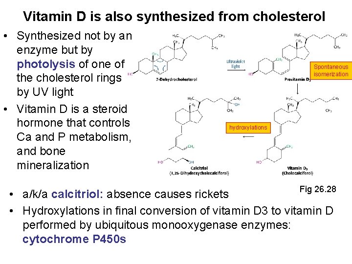 Vitamin D is also synthesized from cholesterol • Synthesized not by an enzyme but