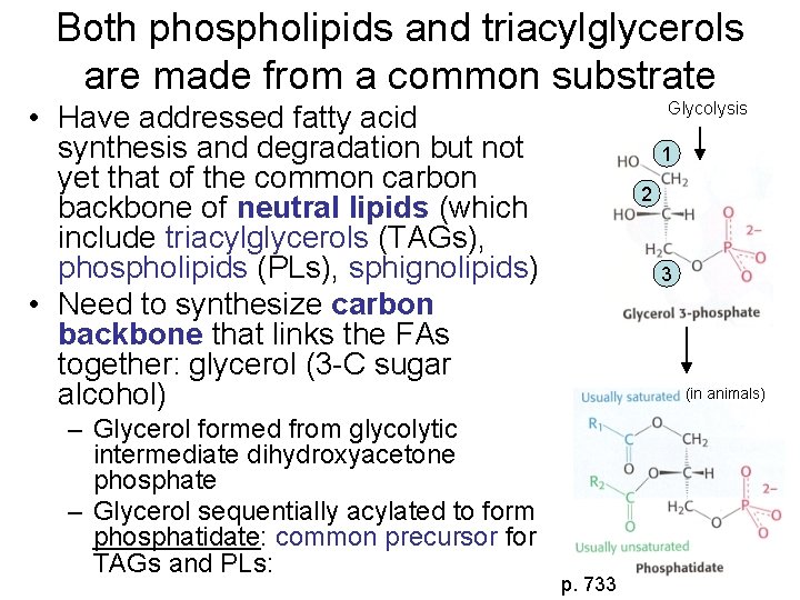 Both phospholipids and triacylglycerols are made from a common substrate Glycolysis • Have addressed