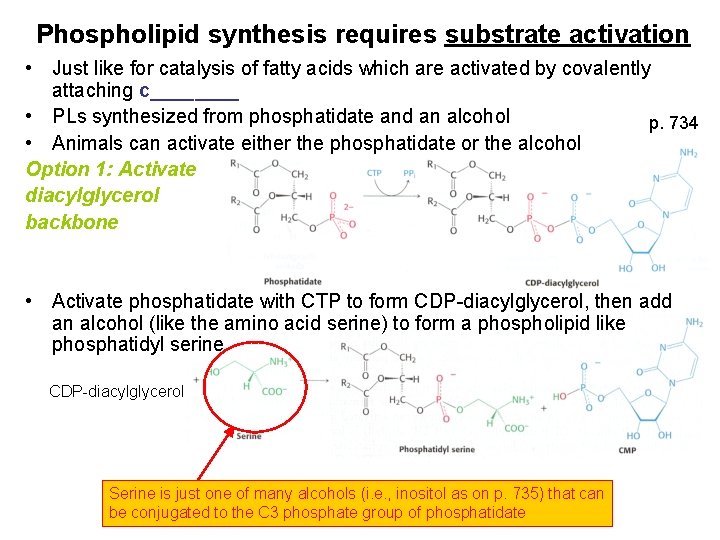 Phospholipid synthesis requires substrate activation • Just like for catalysis of fatty acids which