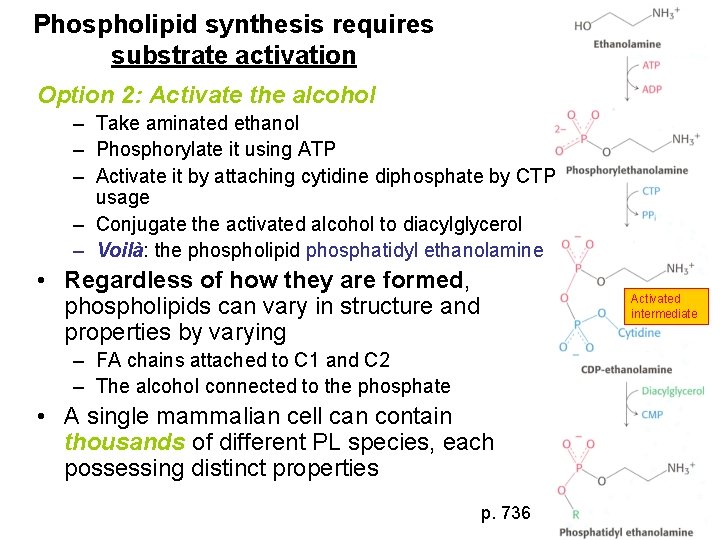 Phospholipid synthesis requires substrate activation Option 2: Activate the alcohol – Take aminated ethanol