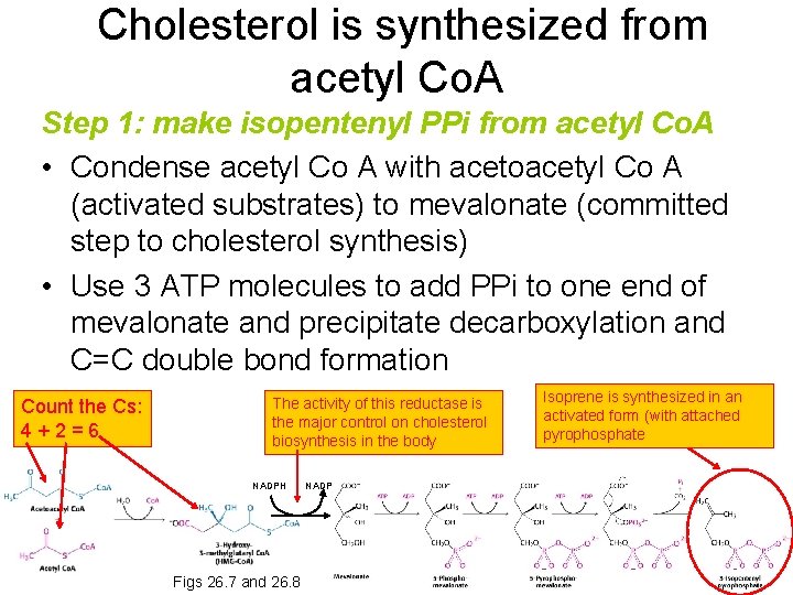 Cholesterol is synthesized from acetyl Co. A Step 1: make isopentenyl PPi from acetyl