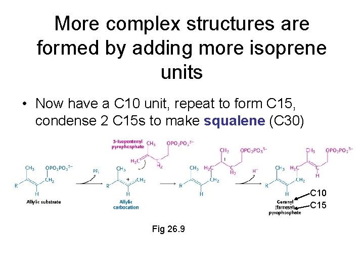 More complex structures are formed by adding more isoprene units • Now have a