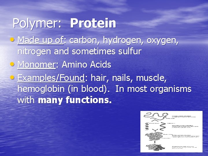 Polymer: Protein • Made up of: carbon, hydrogen, oxygen, nitrogen and sometimes sulfur •