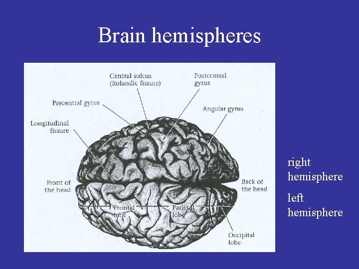 Brain hemispheres right hemisphere left hemisphere 