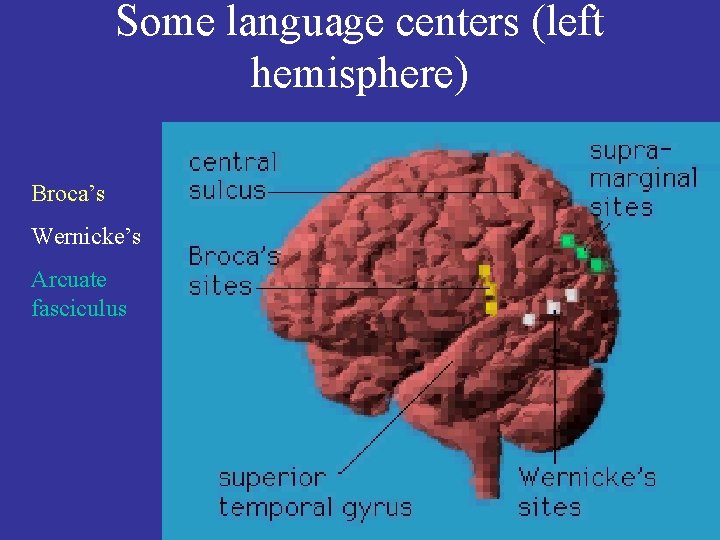 Some language centers (left hemisphere) Broca’s Wernicke’s Arcuate fasciculus 