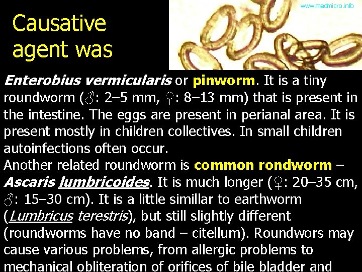 Causative agent was www. medmicro. info Enterobius vermicularis or pinworm. It is a tiny