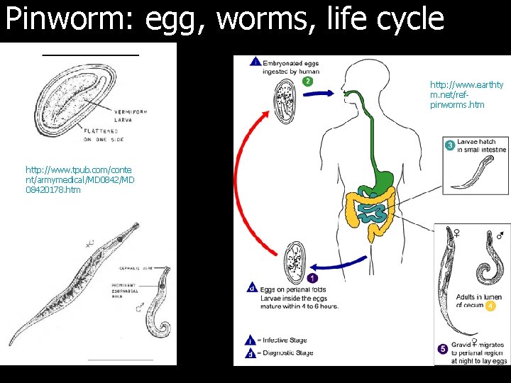 Pinworm: egg, worms, life cycle http: //www. earthty m. net/refpinworms. htm http: //www. tpub.