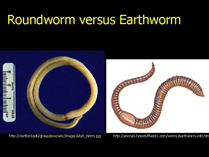 Roundworm versus Earthworm http: //stanford. edu/group/esw/wiki/Image: Adult_Worm. jpg http: //animals. howstuffworks. com/worms/earthworm-info. htm 
