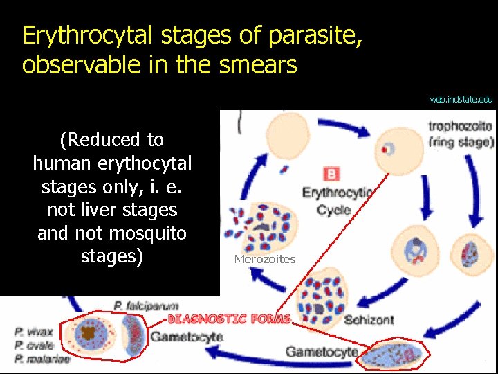 Erythrocytal stages of parasite, observable in the smears web. indstate. edu (Reduced to human