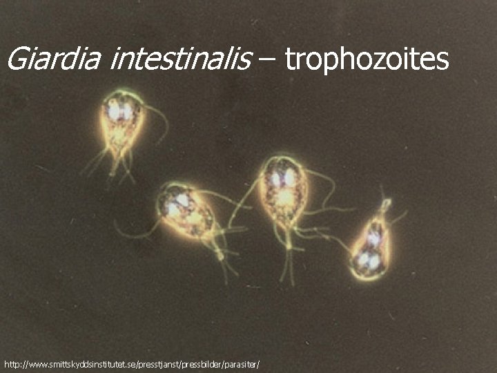 Giardia intestinalis – trophozoites http: //www. smittskyddsinstitutet. se/presstjanst/pressbilder/parasiter/ 