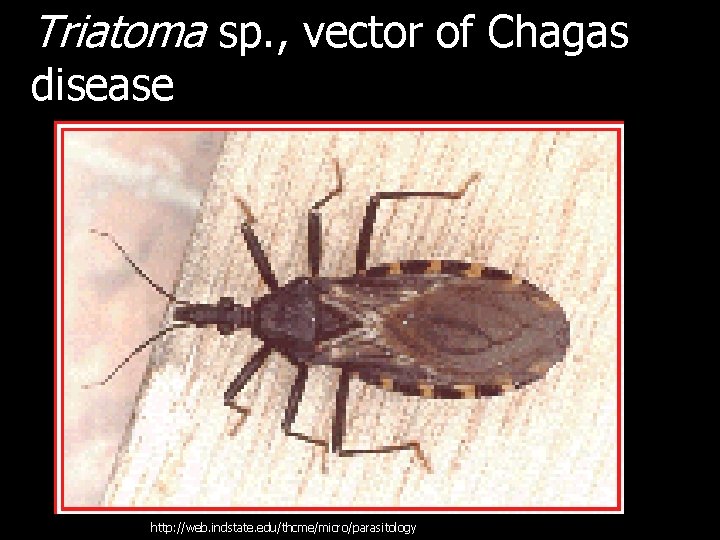 Triatoma sp. , vector of Chagas disease http: //web. indstate. edu/thcme/micro/parasitology 