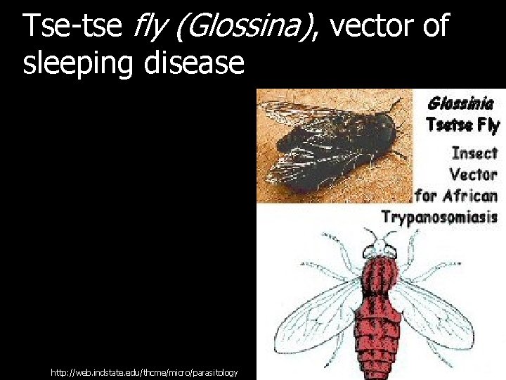 Tse-tse fly (Glossina), vector of sleeping disease http: //web. indstate. edu/thcme/micro/parasitology 
