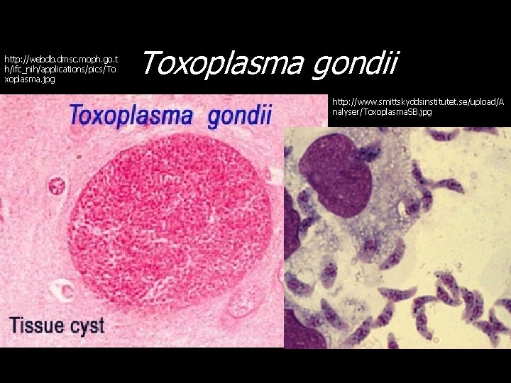 http: //webdb. dmsc. moph. go. t h/ifc_nih/applications/pics/To xoplasma. jpg Toxoplasma gondii http: //www. smittskyddsinstitutet.