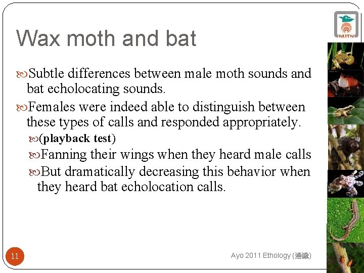 Wax moth and bat Subtle differences between male moth sounds and bat echolocating sounds.