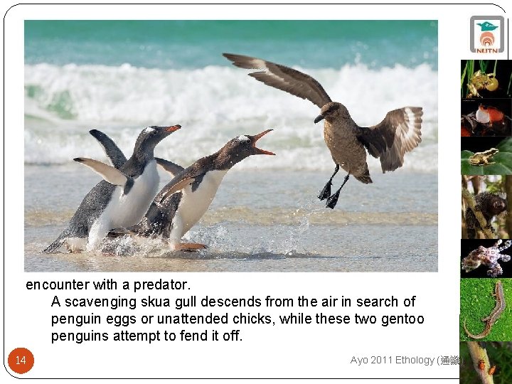 encounter with a predator. A scavenging skua gull descends from the air in search