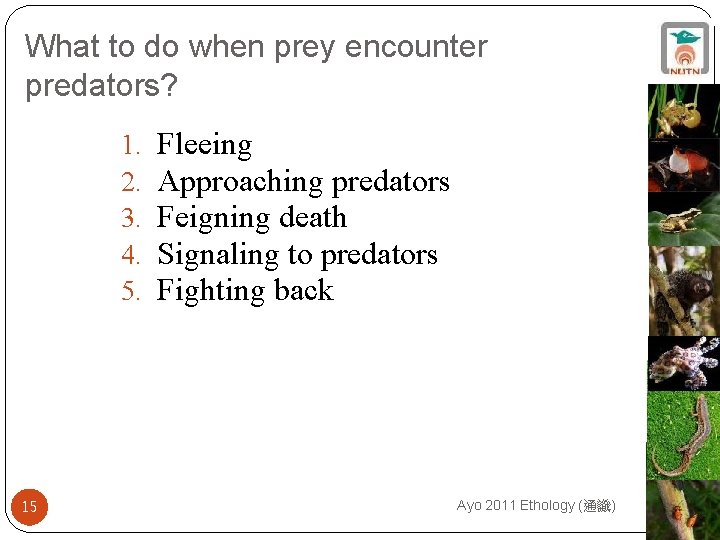 What to do when prey encounter predators? 1. 2. 3. 4. 5. 15 Fleeing