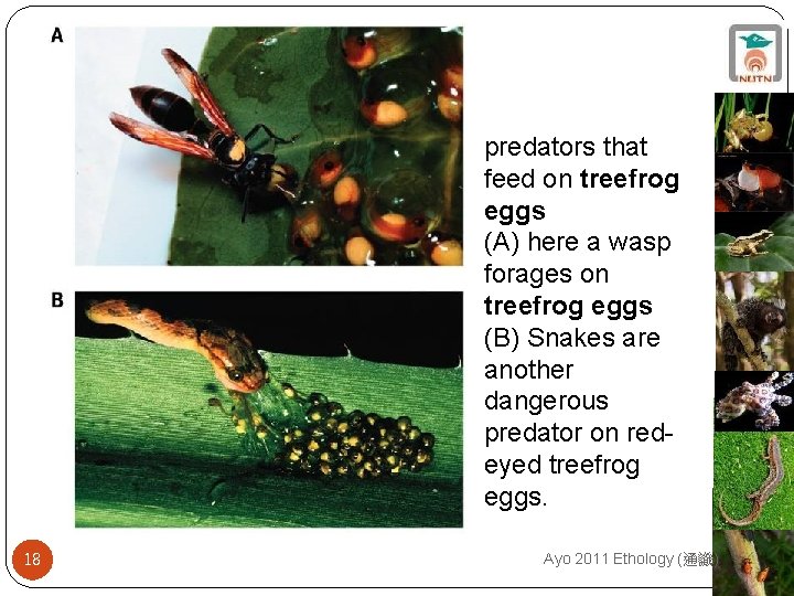 predators that feed on treefrog eggs (A) here a wasp forages on treefrog eggs