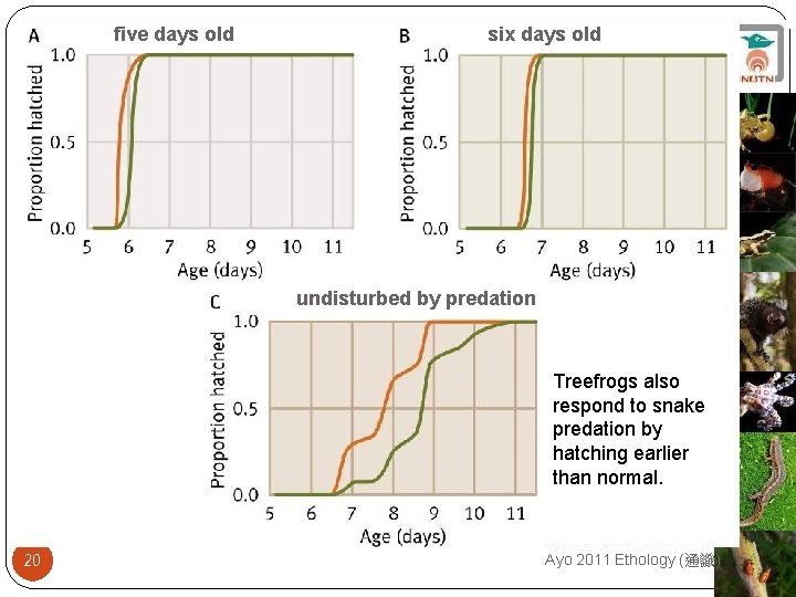 five days old six days old undisturbed by predation Treefrogs also respond to snake