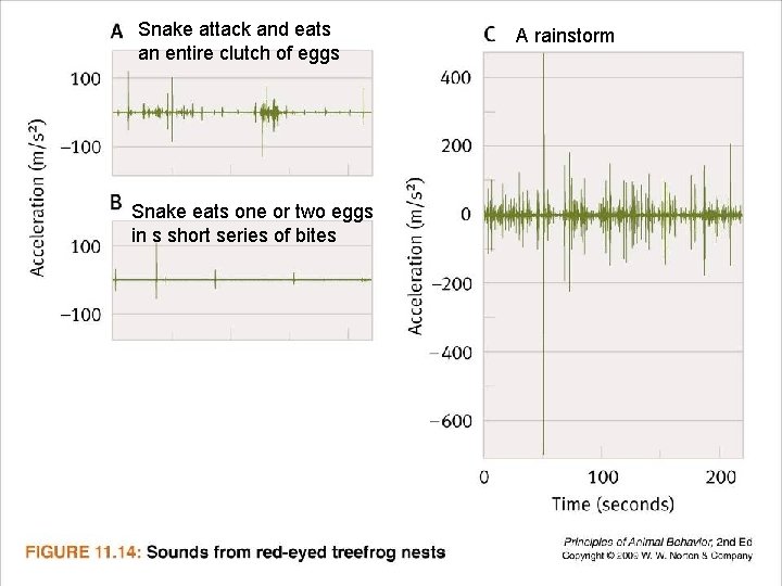 Snake attack and eats an entire clutch of eggs A rainstorm Snake eats one