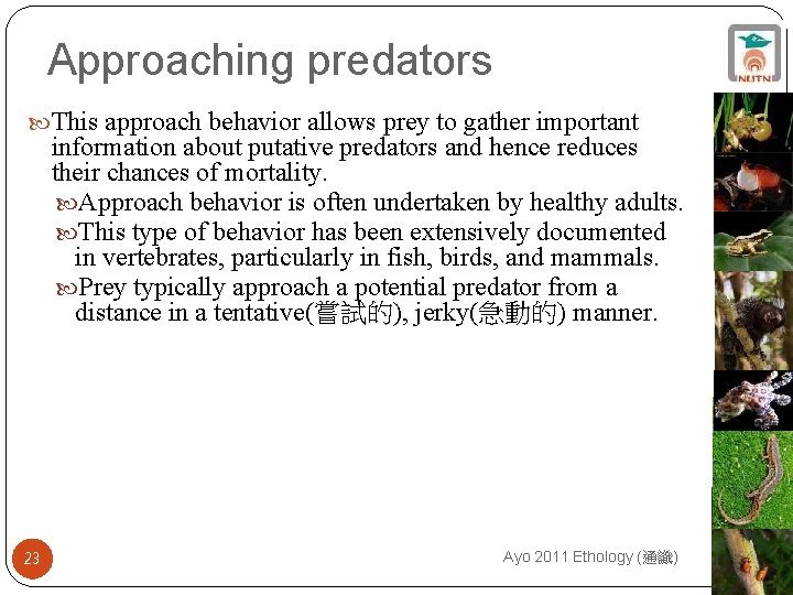 Approaching predators This approach behavior allows prey to gather important information about putative predators