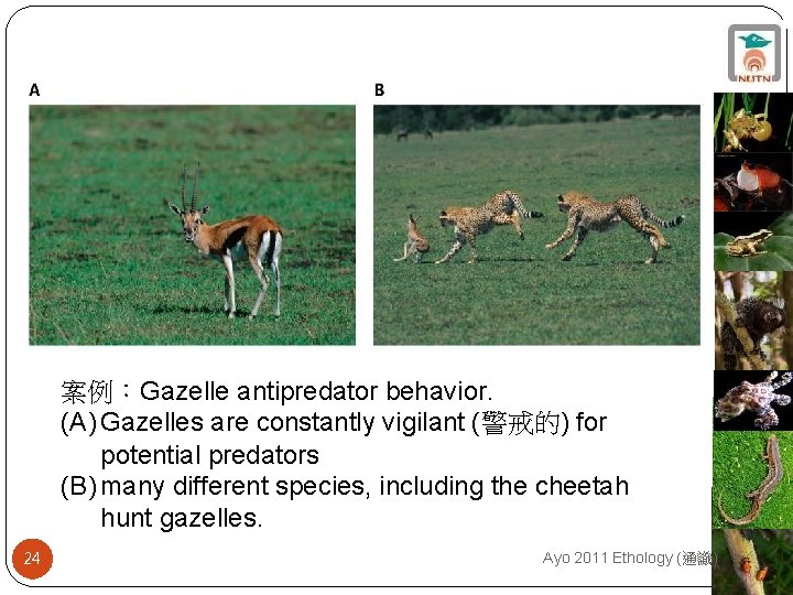 案例：Gazelle antipredator behavior. (A) Gazelles are constantly vigilant (警戒的) for potential predators (B) many