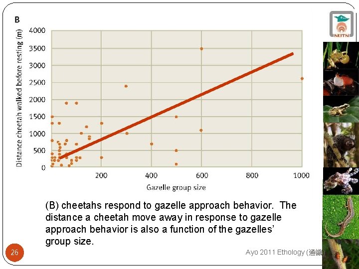 (B) cheetahs respond to gazelle approach behavior. The distance a cheetah move away in