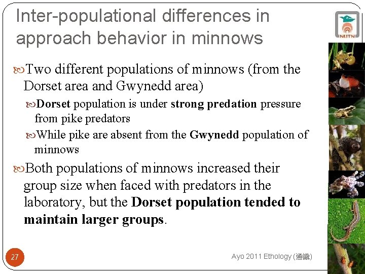 Inter-populational differences in approach behavior in minnows Two different populations of minnows (from the