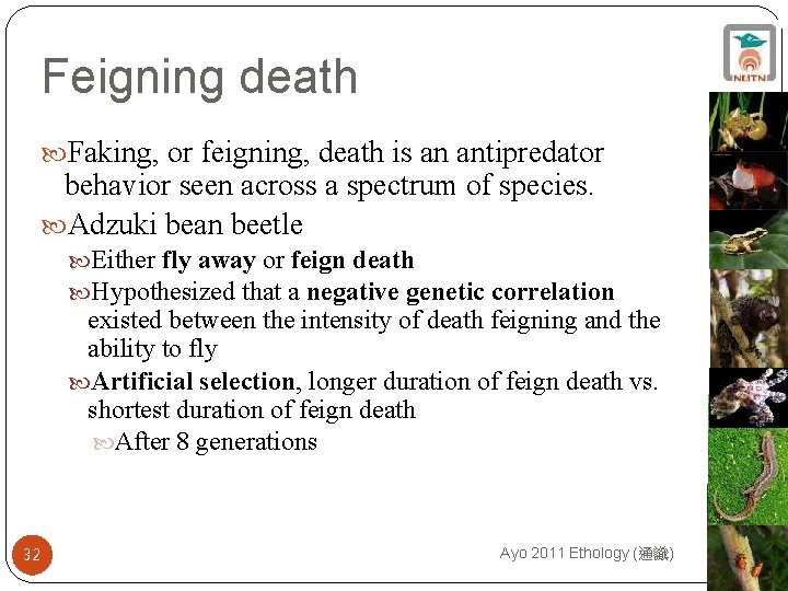 Feigning death Faking, or feigning, death is an antipredator behavior seen across a spectrum