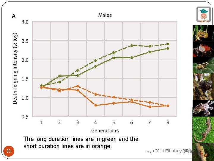 33 The long duration lines are in green and the short duration lines are