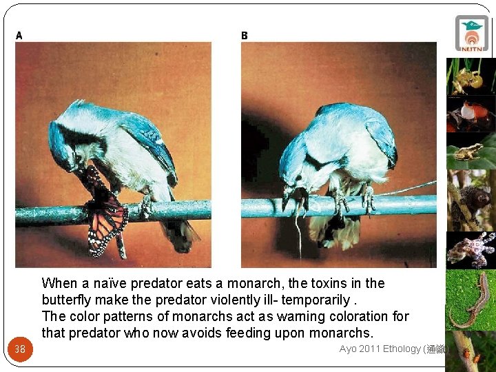 When a naïve predator eats a monarch, the toxins in the butterfly make the
